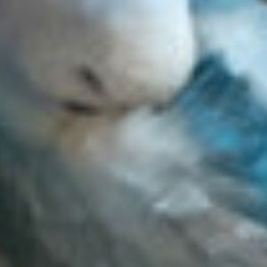 Meet your Posher, Mels